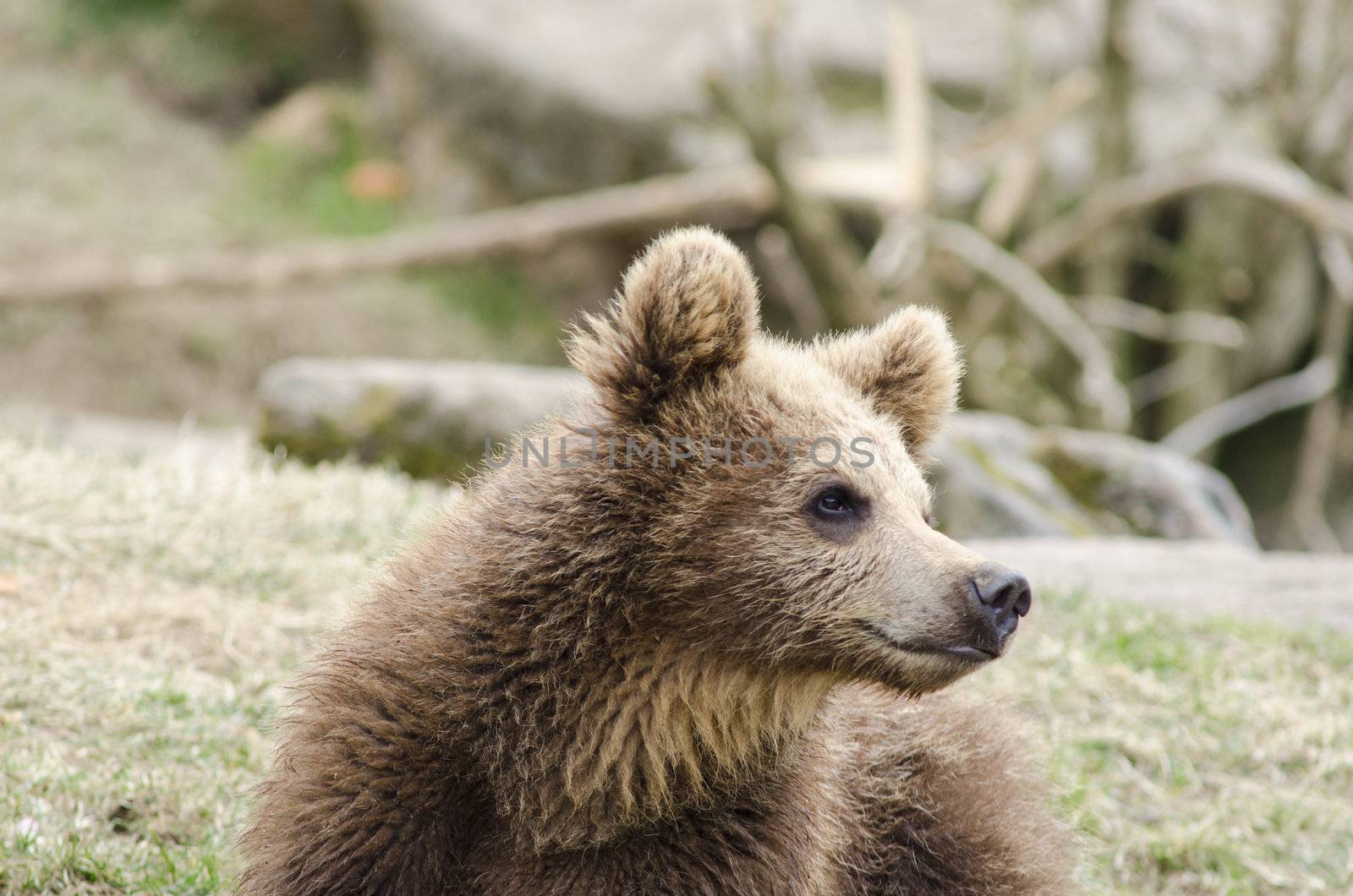 Young brown bear looking towards the side