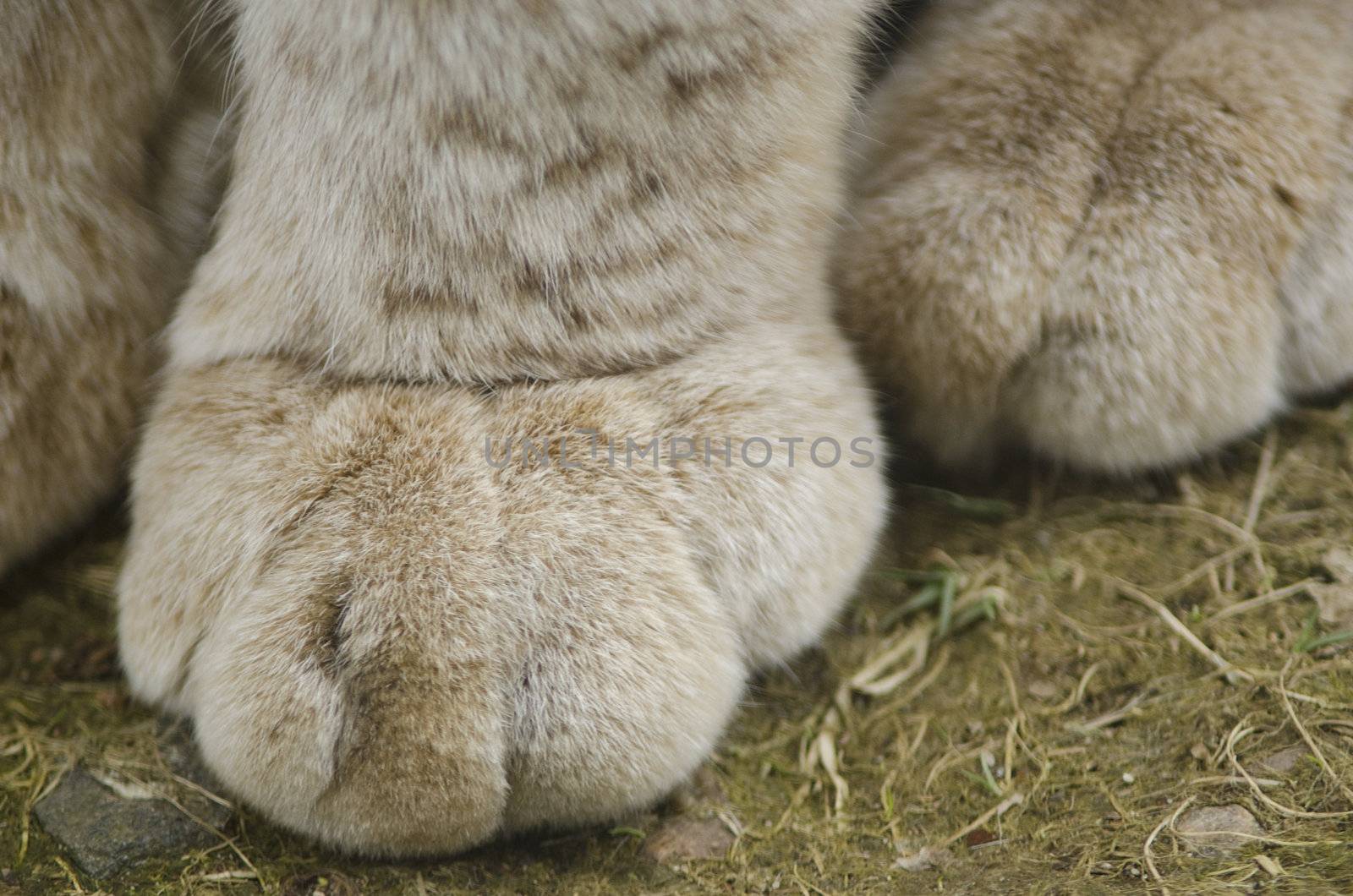Closeup of a paw of the Eurasian Lynx, Lynx lynx