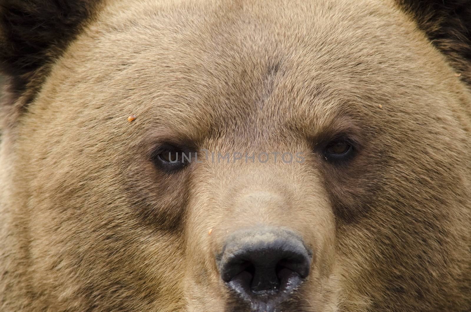 Portrait of a brouwn bear with the nose and the eyes