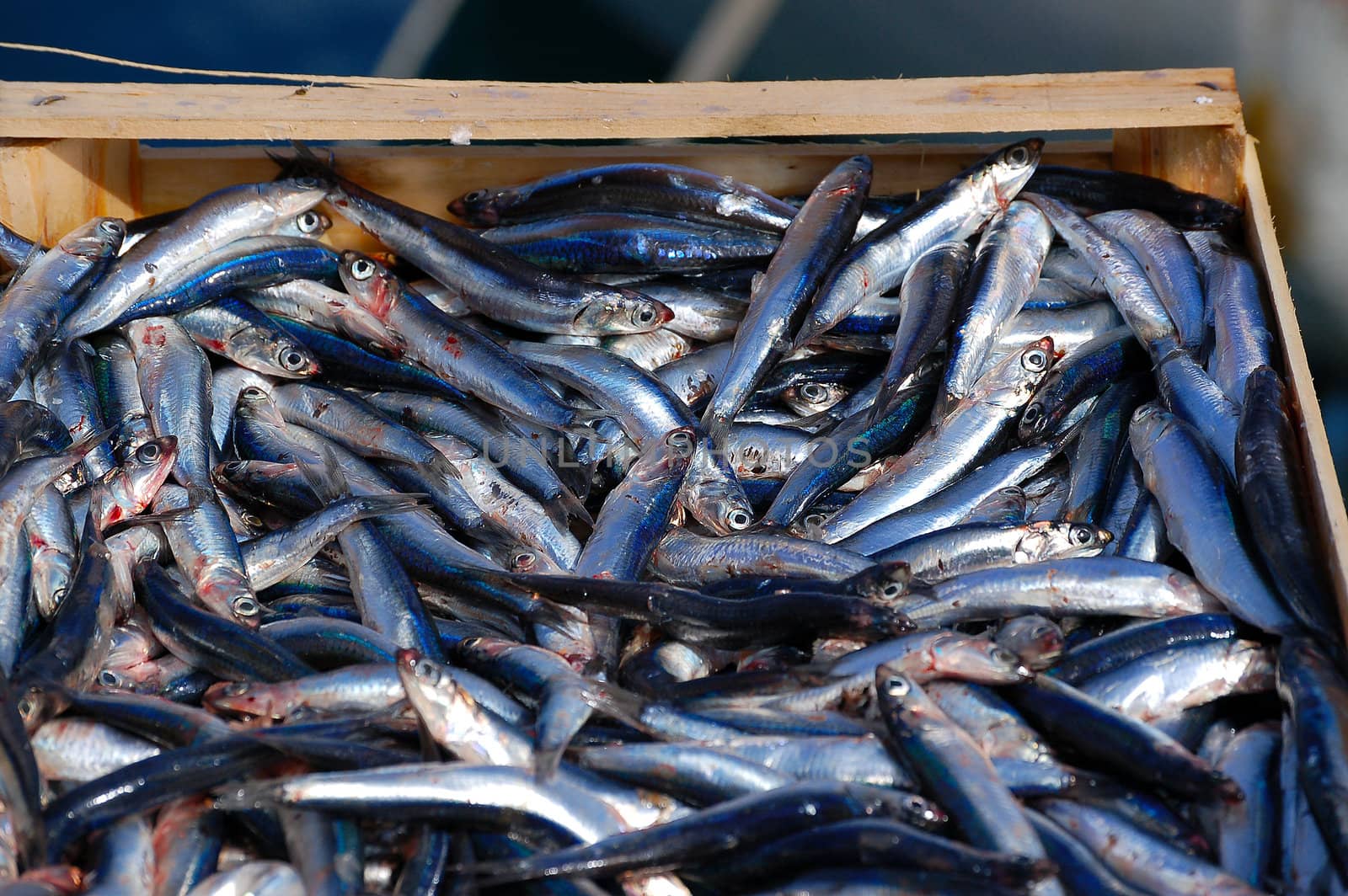 Anchovies for sale on the fish market