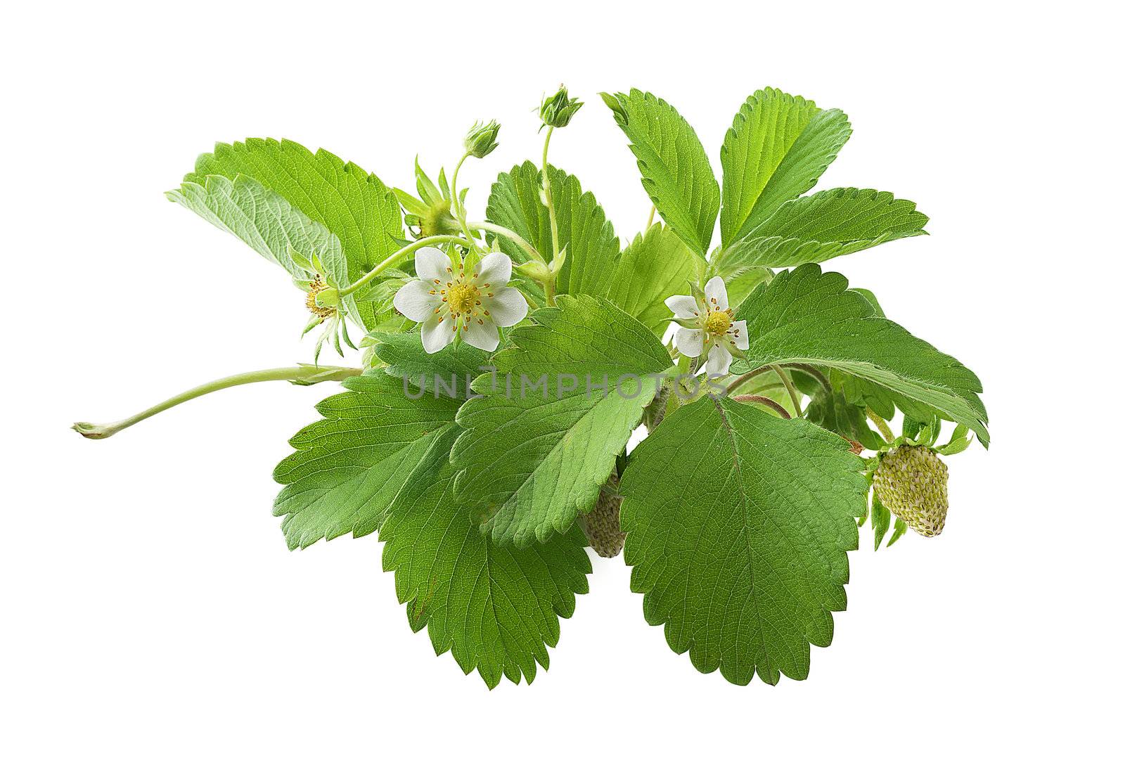 Bush of wild strawberry with flowers on the white background