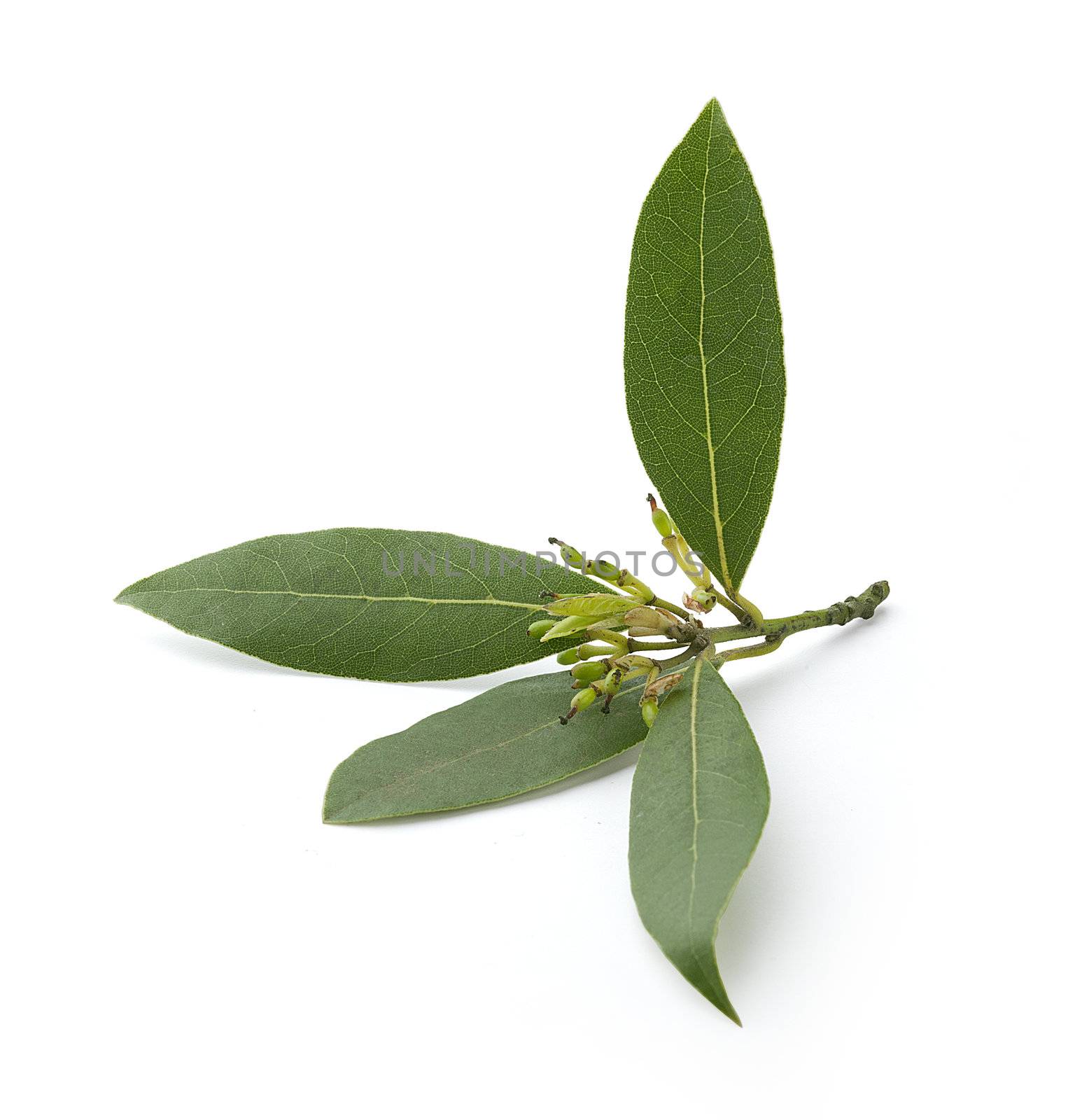 Little branch of bay leaf on the white background