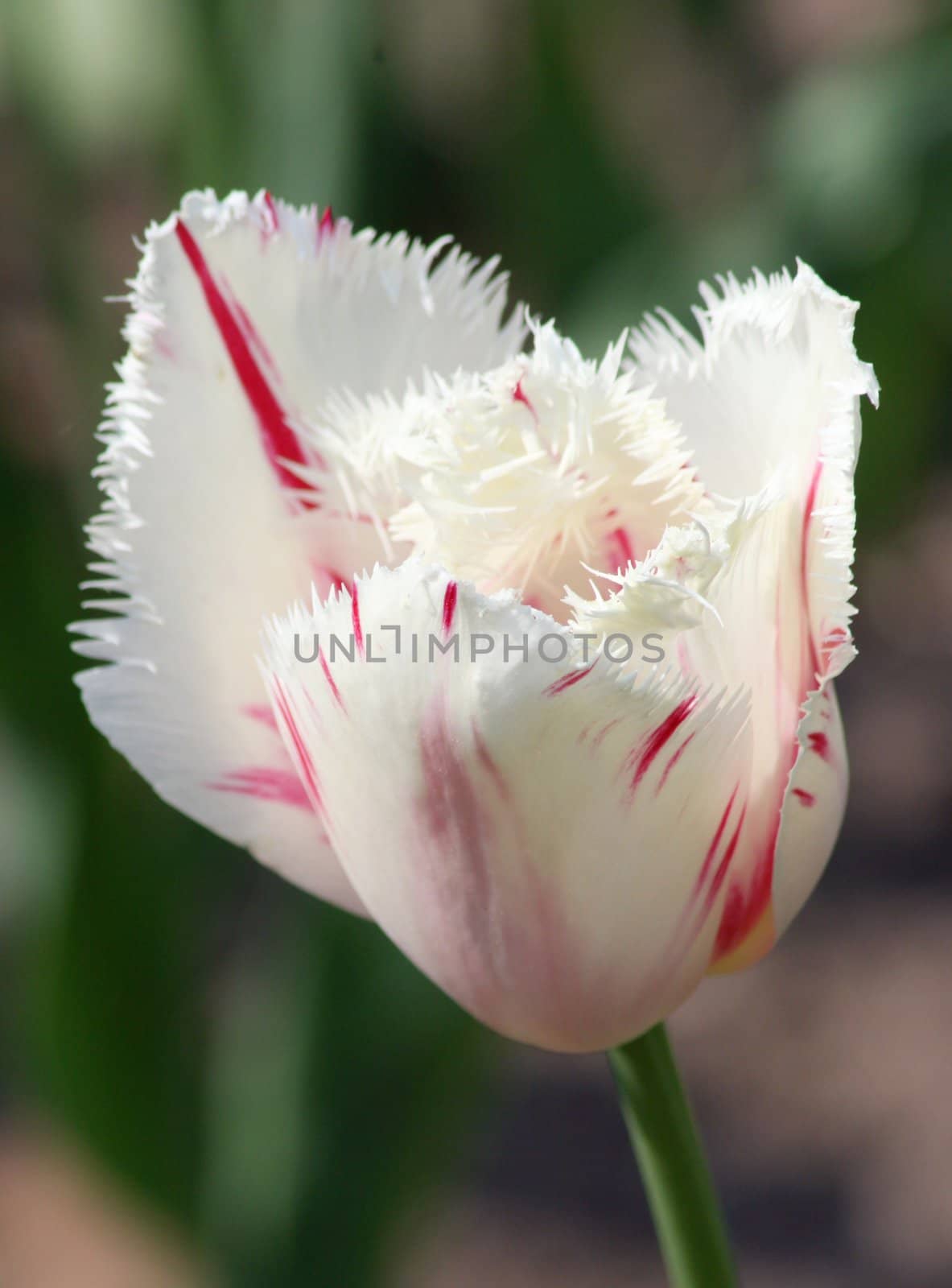 Closeup of a white tulip bloom