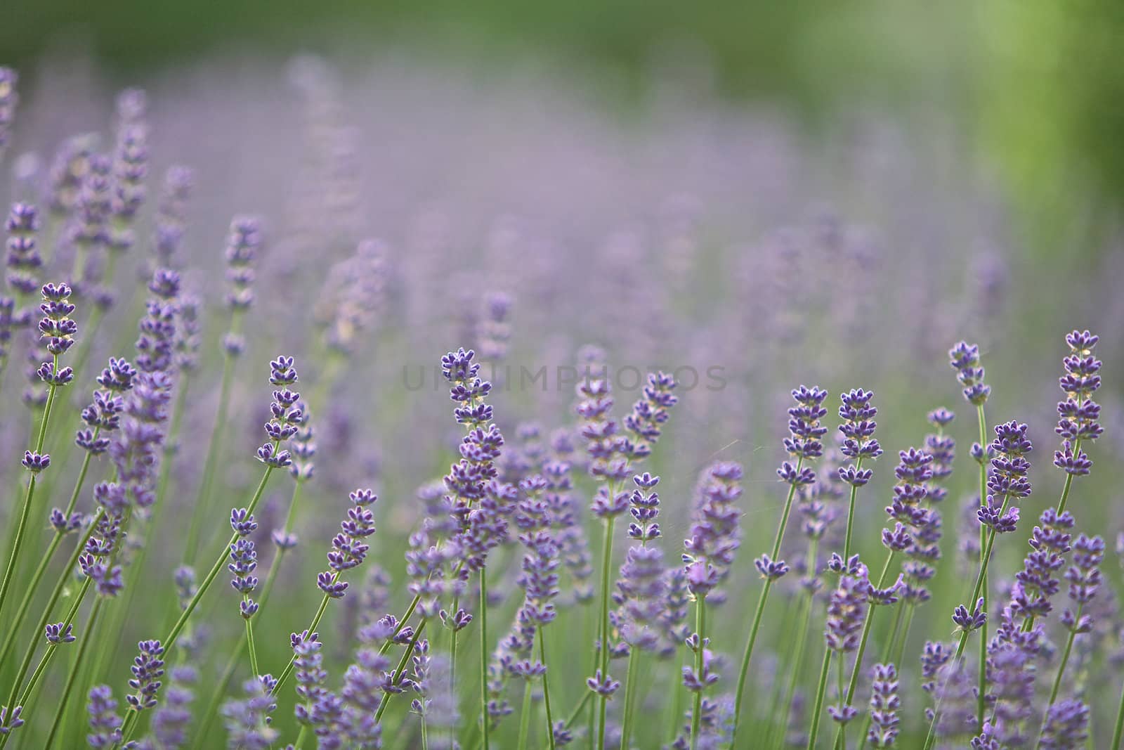 Lilac lavender flowers in a park - Lavandula Angustifolia
