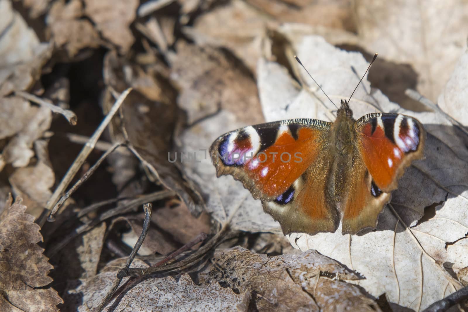butterfly, european peacock, aglais io by steirus