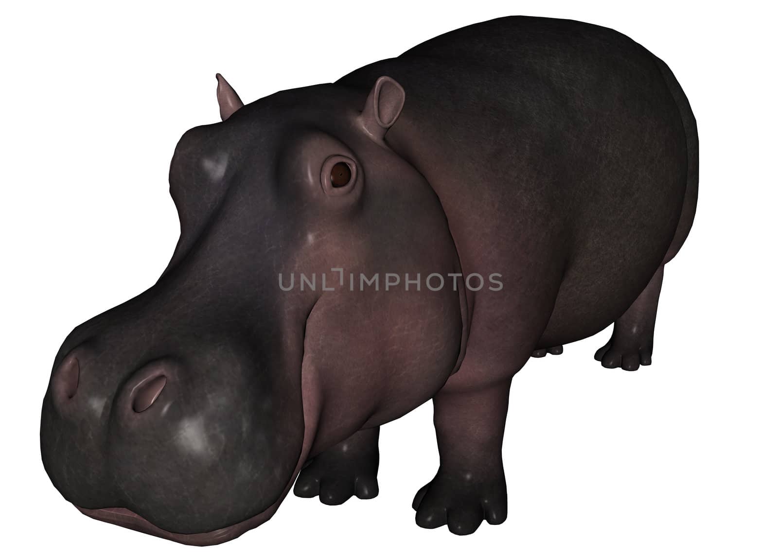 3D remdered hippo on white background isolated