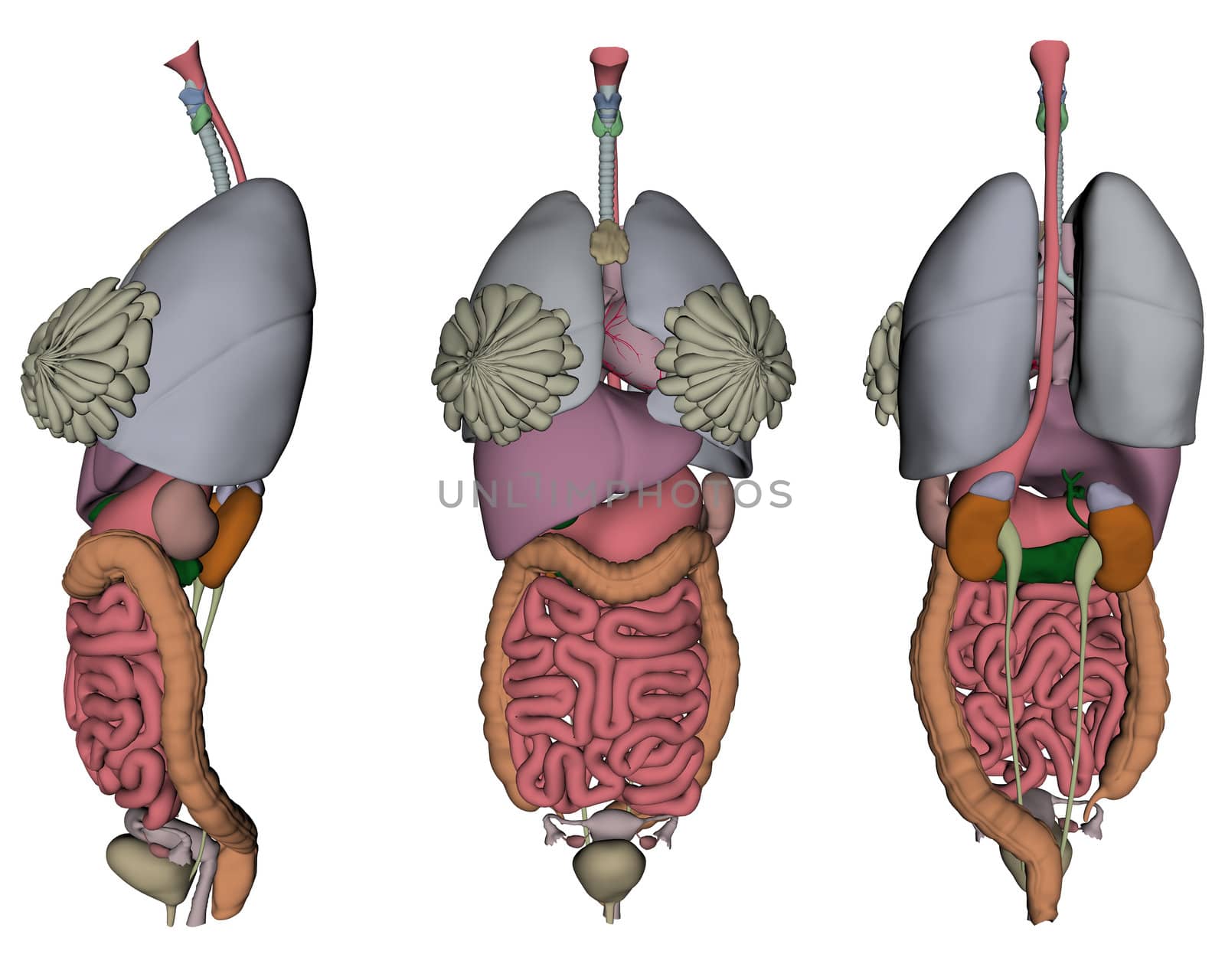 3D rendered human organs on white background isolated