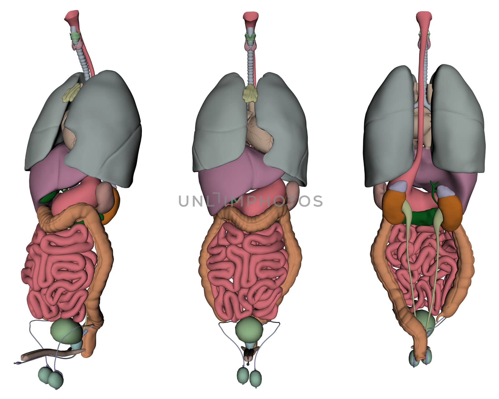 3D rendered human organs on white background isolated