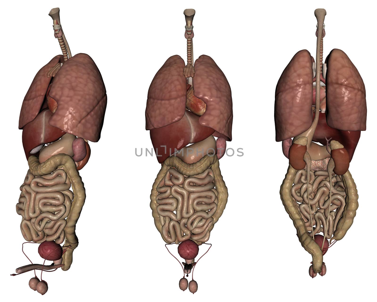 3D rendered human organs on white background isolated