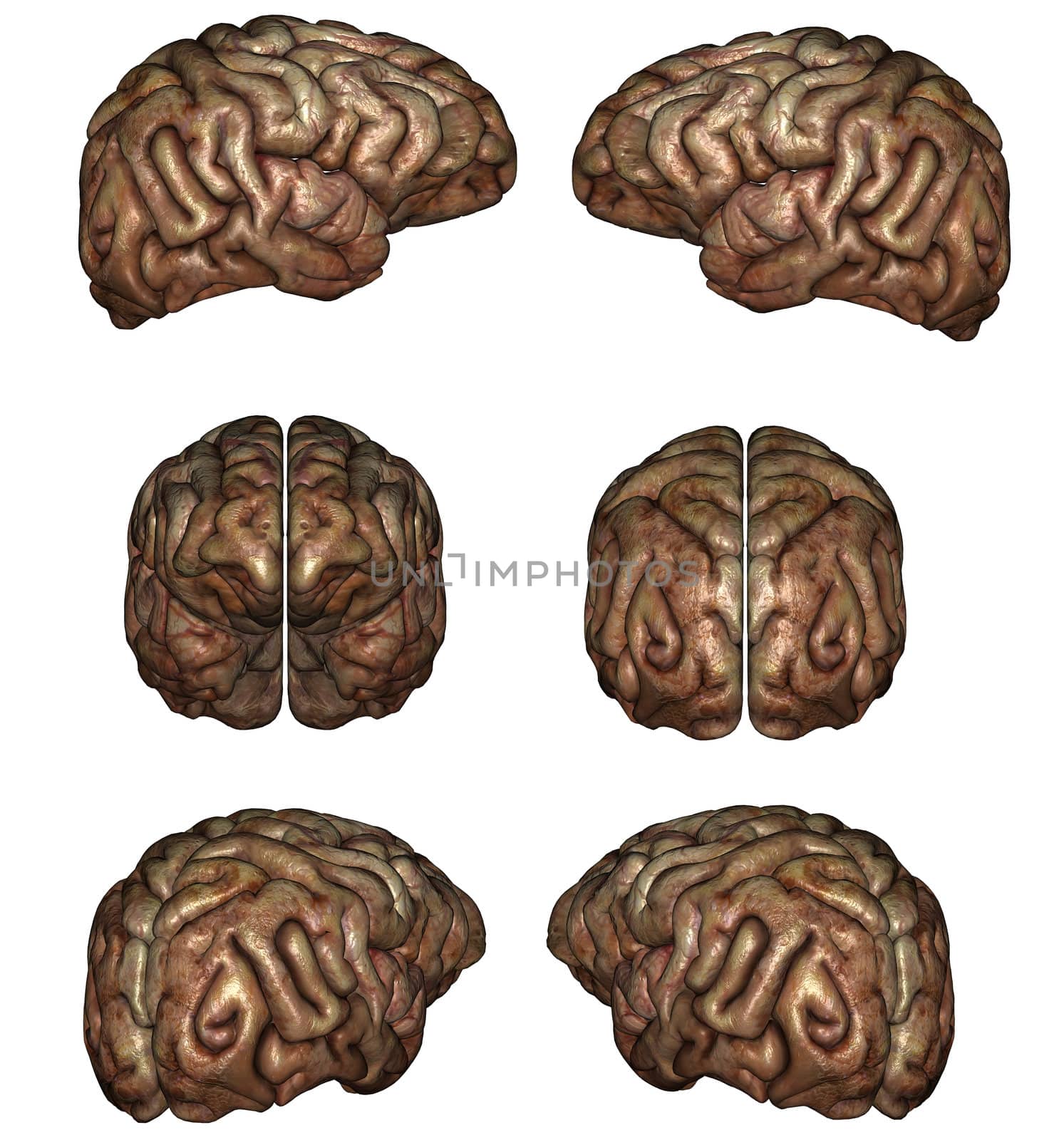 Human brain by Wampa