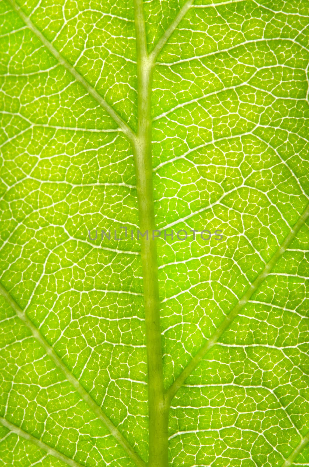 close up detail of a illuminated green leaf