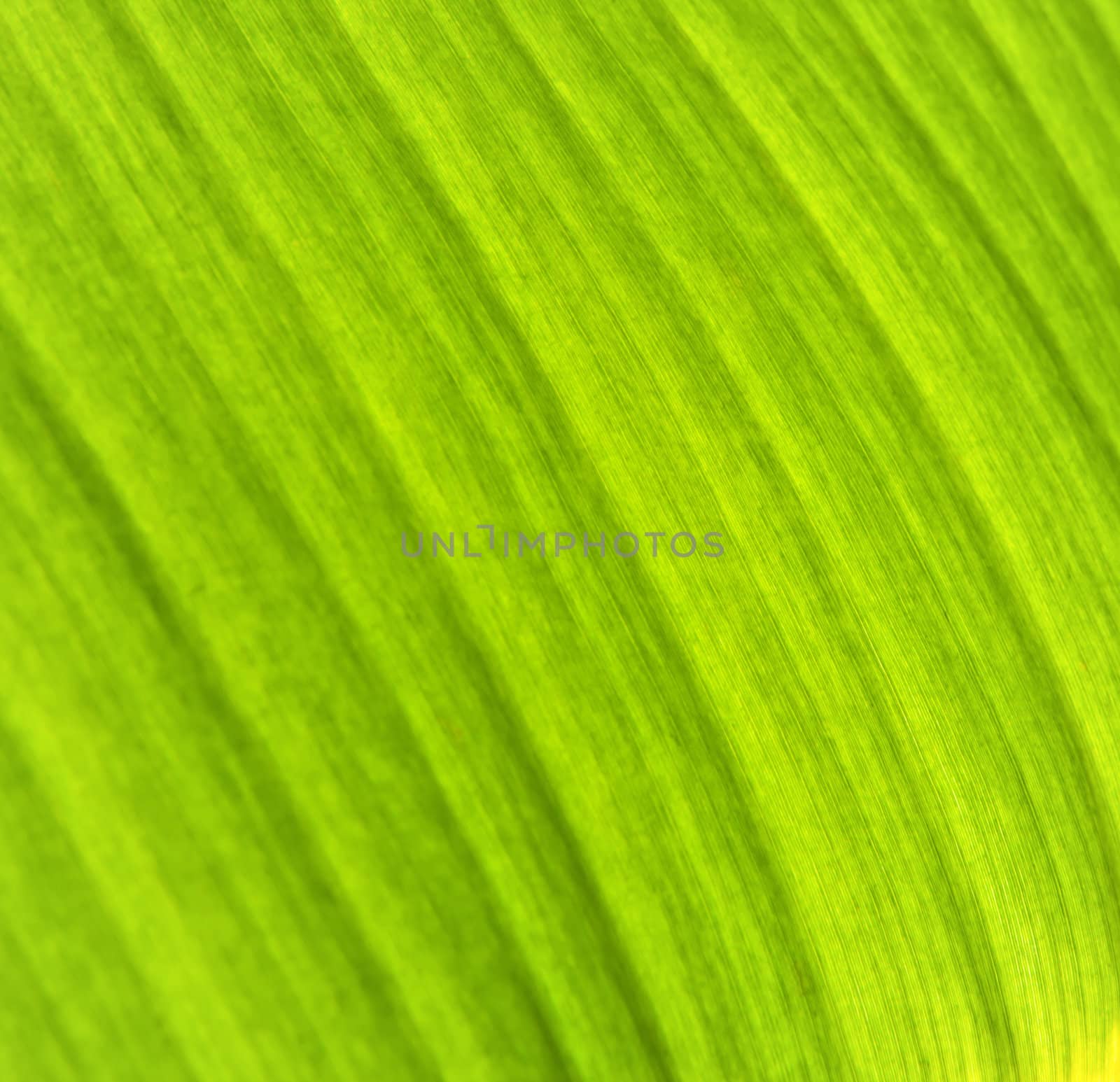 Banana leaf texture by bunwit