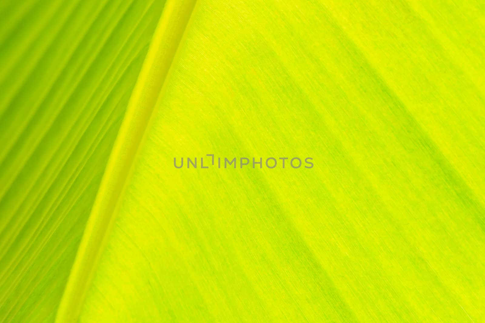 Close-up under banana leaf by bunwit