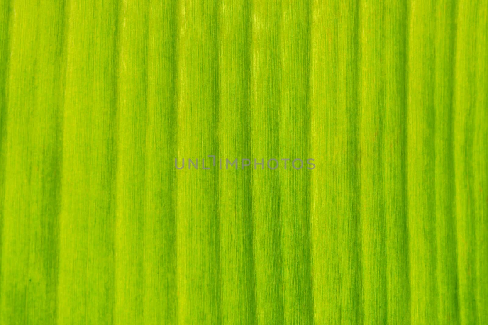 texture in Green banana leaf