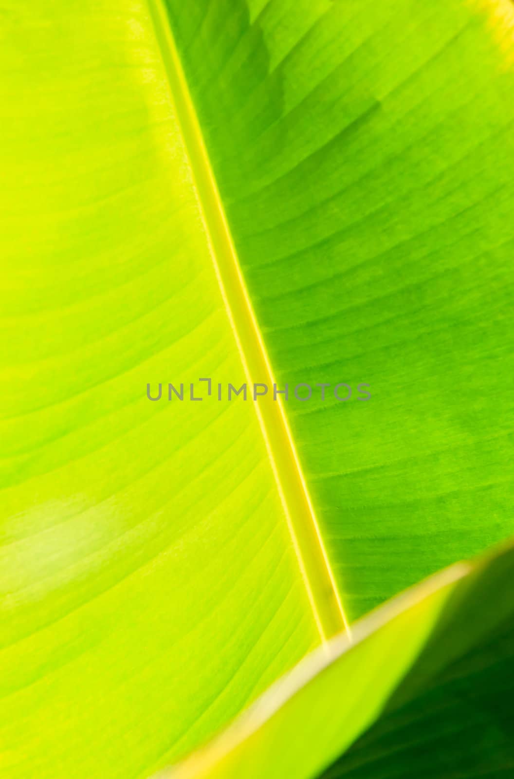 Banana leaf texture for background