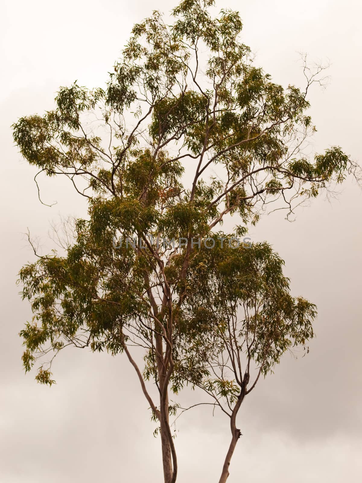 Australian Gum Tree Backdrop by sherj