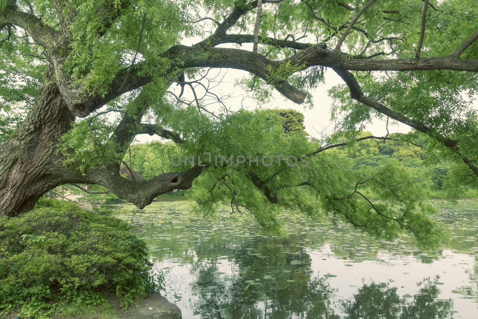 green fresh willow tree by summer time over quiet lake waters