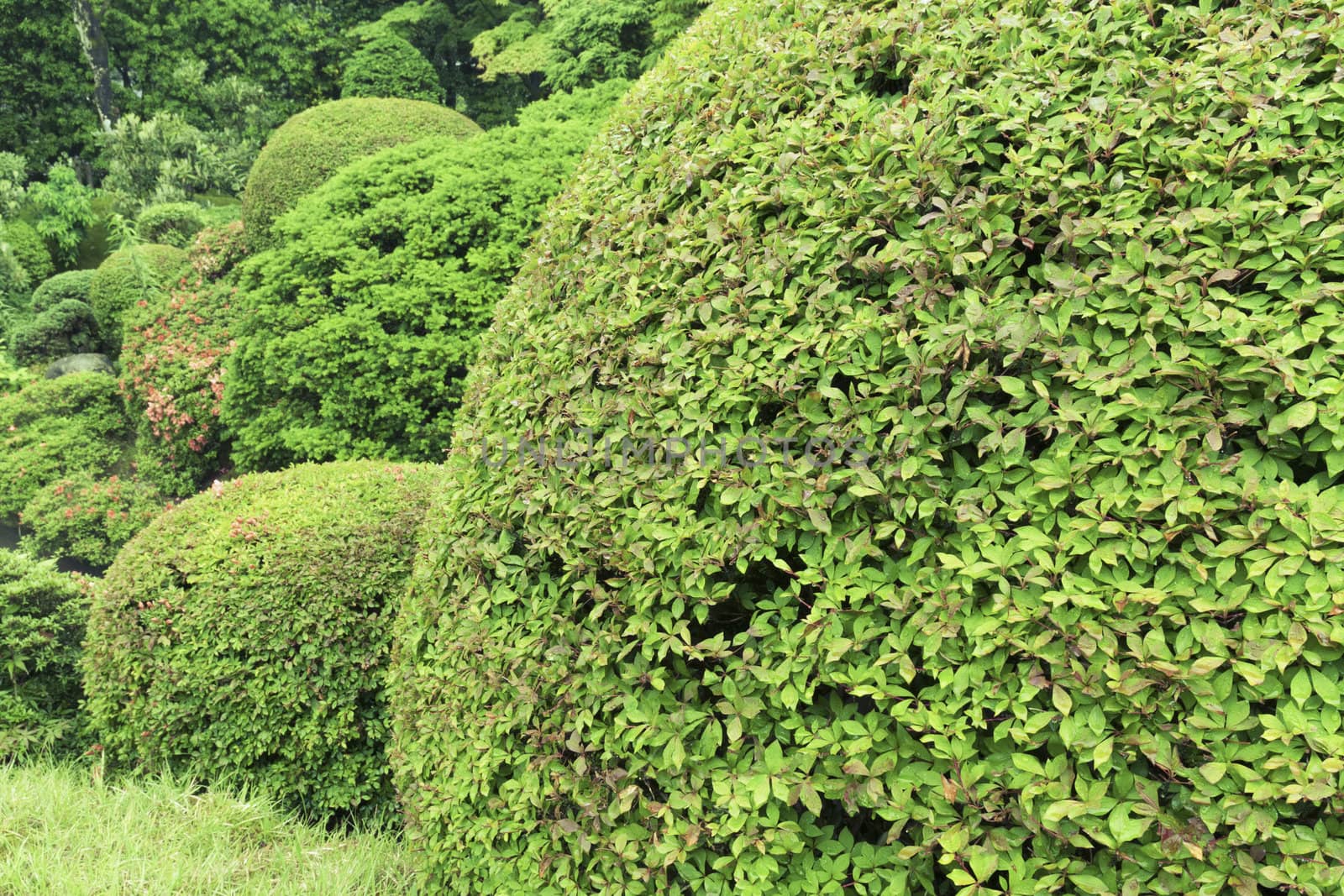 green bushes by yuriz