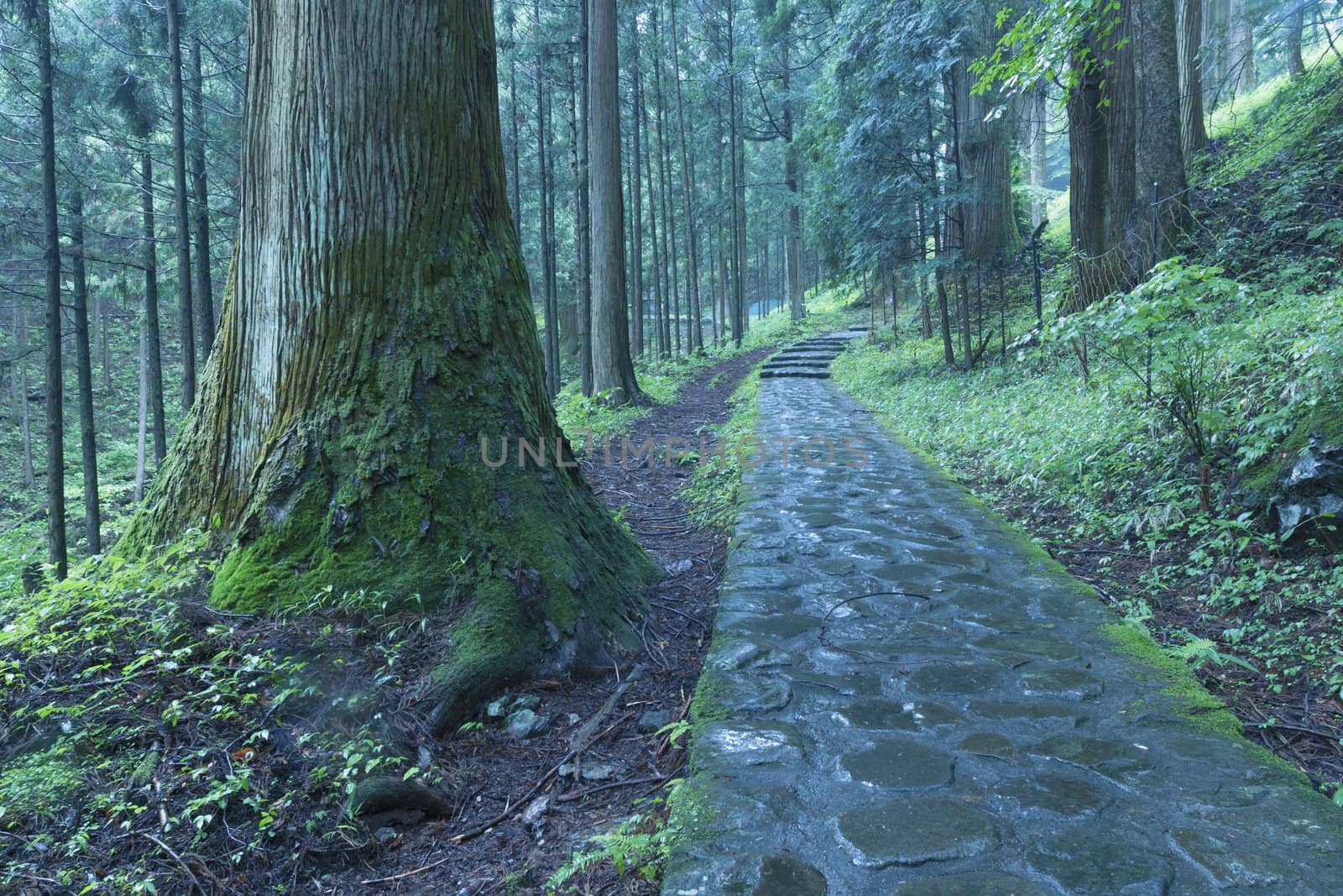 Nikko pathway by yuriz