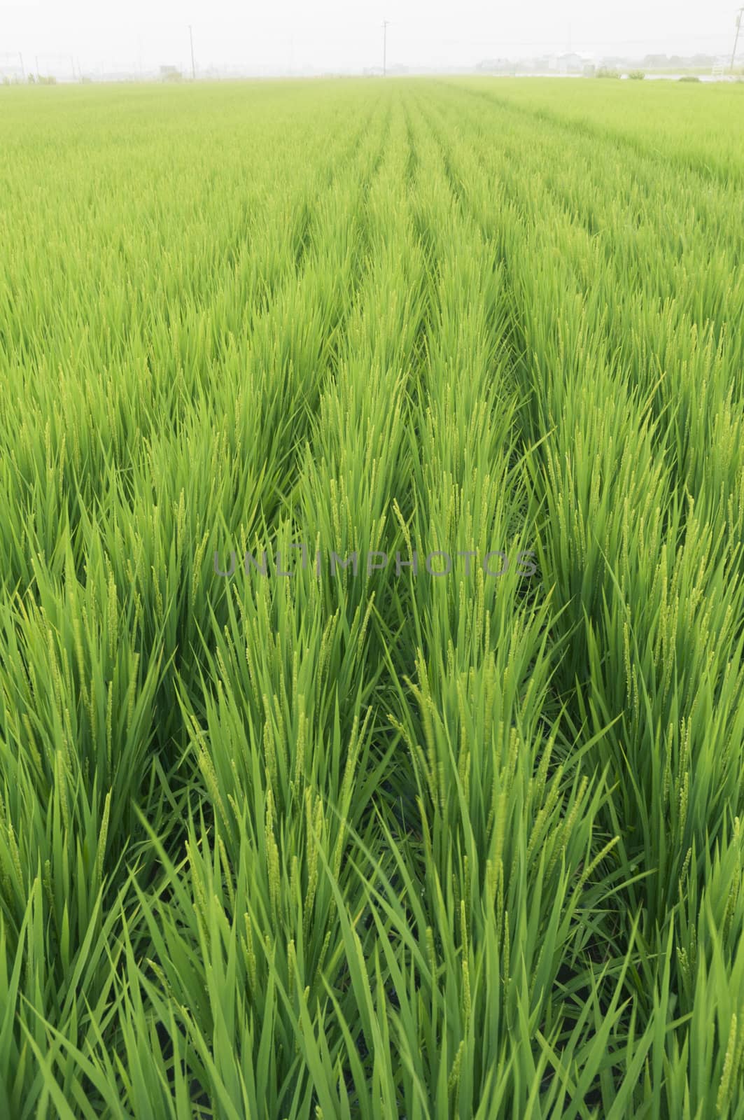 countryside rice field in southern Japan at calm rainy weather; focus on front stalks