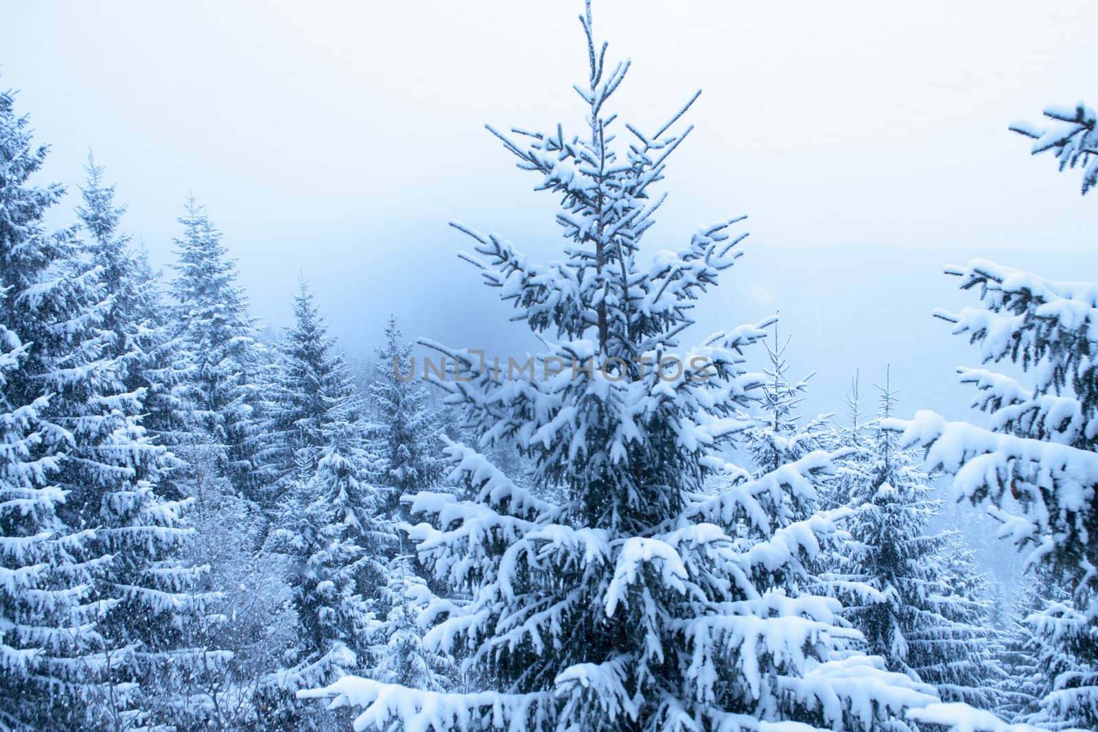 fir tree in heavy snowfall inside winter forest