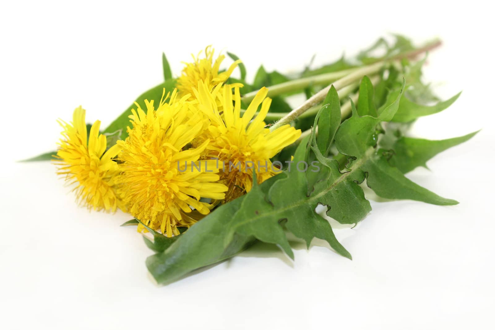 Dandelions by silencefoto