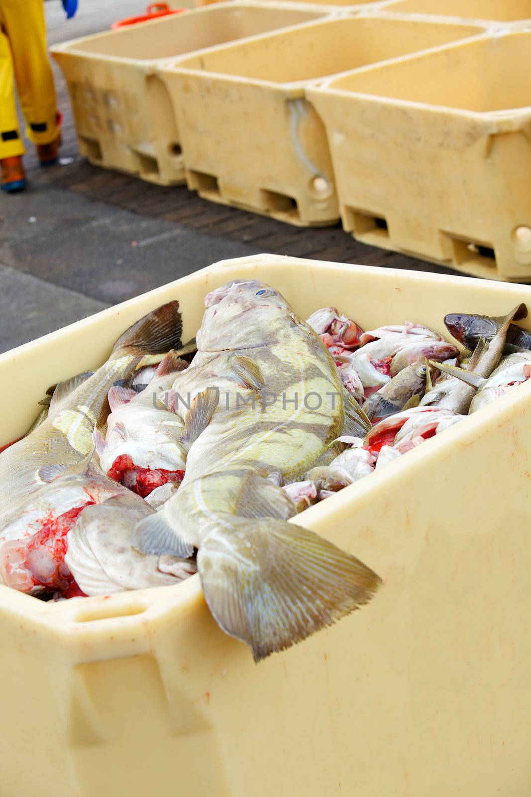 Fish in large plastic fishing containers with ice in Iceland harbor. Vertical view