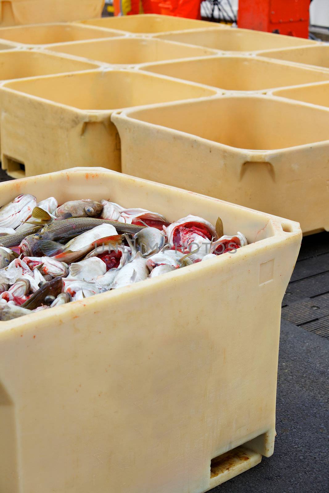 Fish in large plastic fishing containers with ice in Iceland harbor. Vertical view