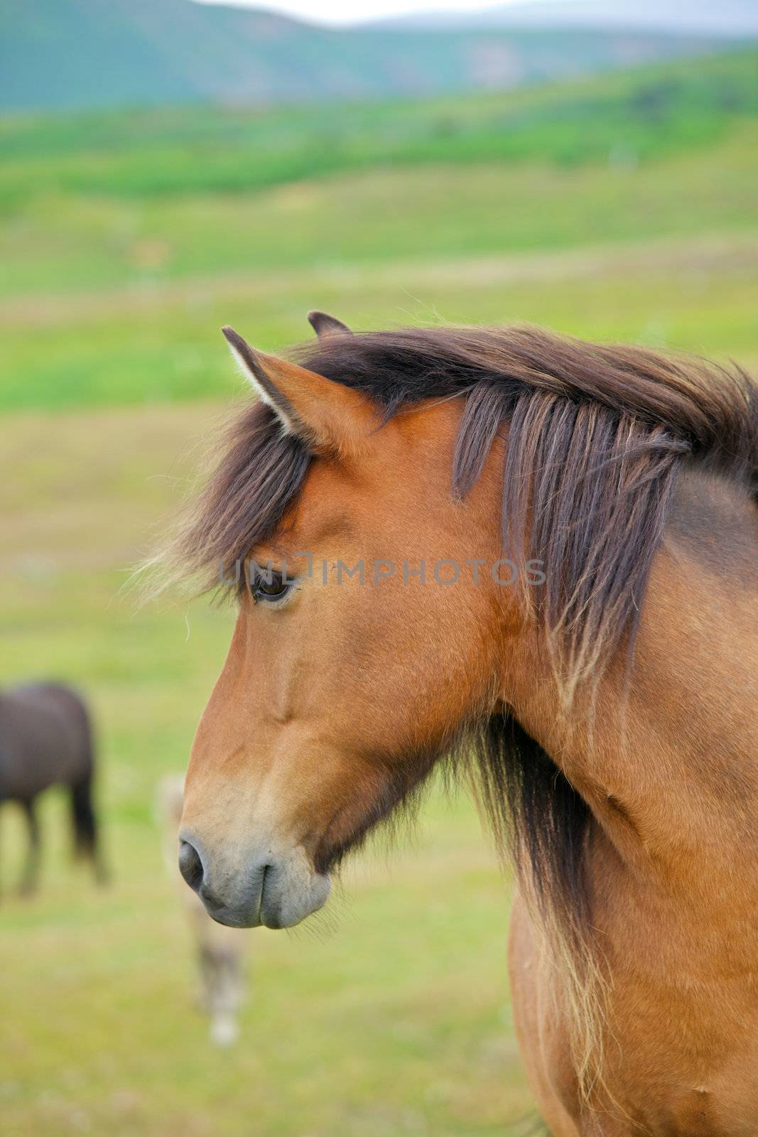 Closeup on the head of Icelandic horse Iceland. Vertical view