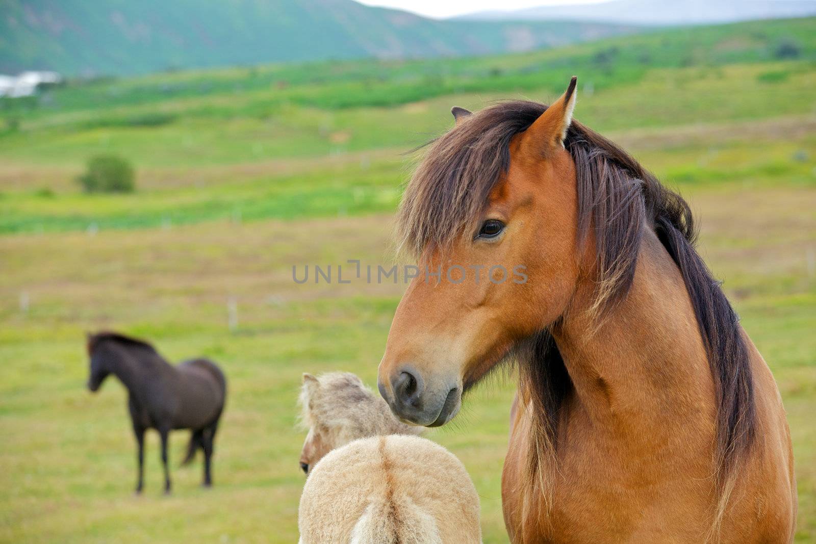 Closeup on the head of Icelandic horse Iceland.