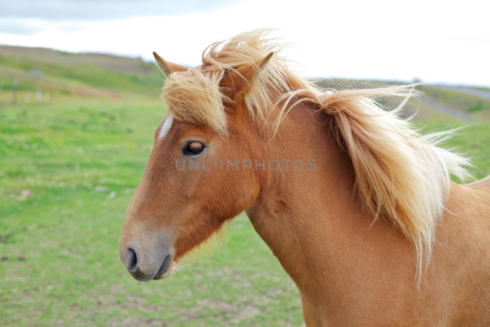 Closeup on the head of Icelandic horse Iceland.