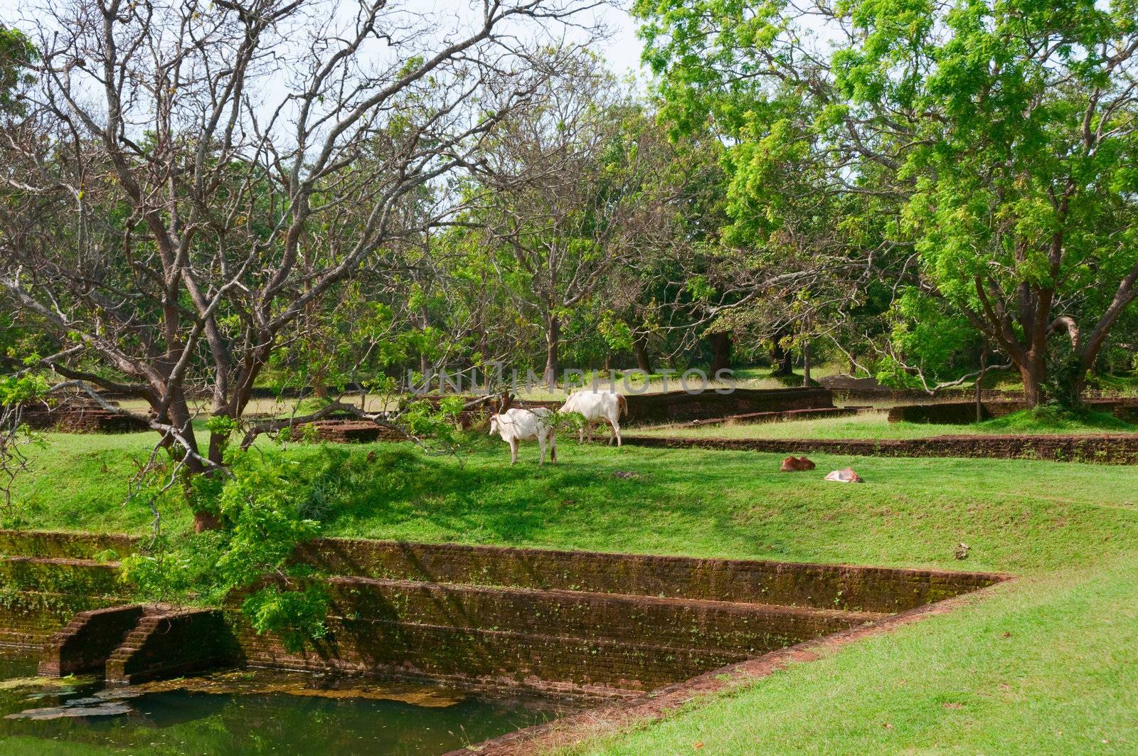 Cows on Sigiriya castle ruins, ancient brickwork and pool, Sri Lanka