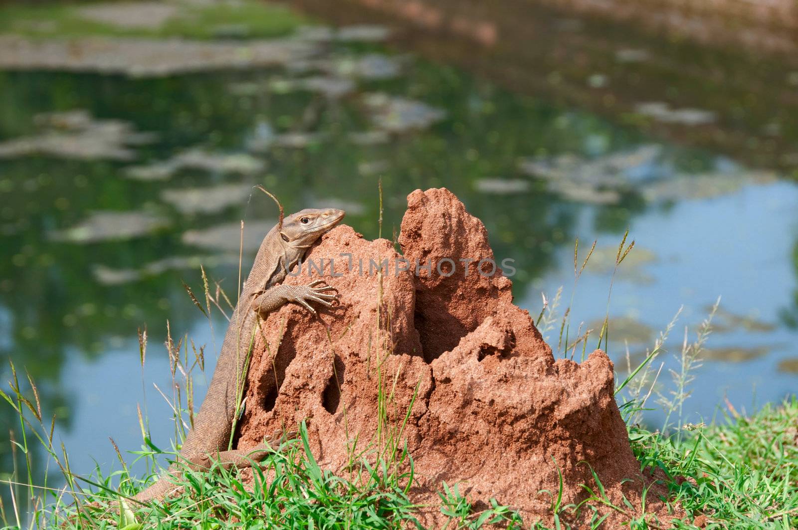 Portrait of a wild Varanus on termitary with water on background, Sri Lanka, selective focus on the animal.