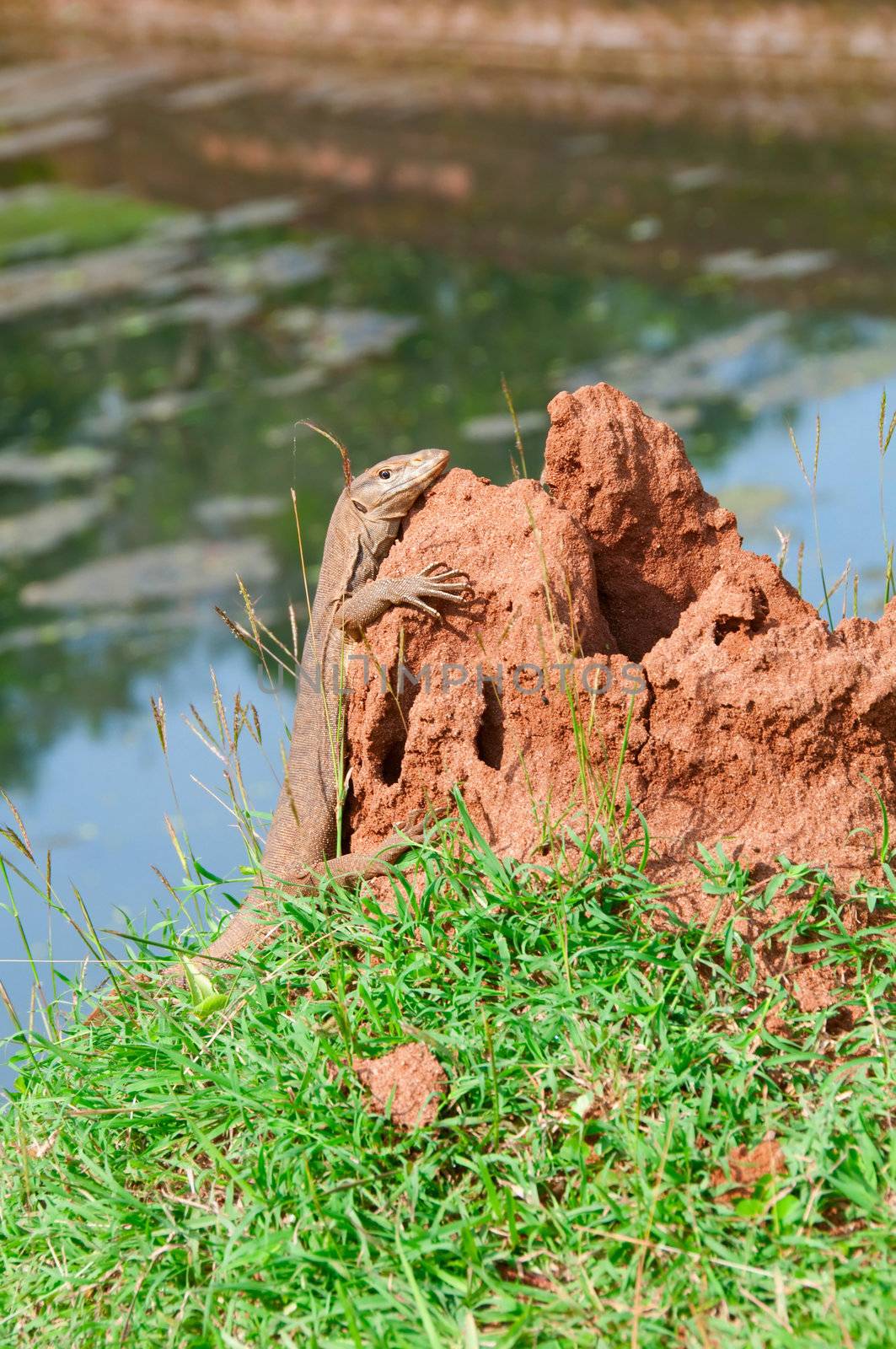 Portrait of a wild Varanus on termitary with water on background, Sri Lanka, selective focus on the animal.