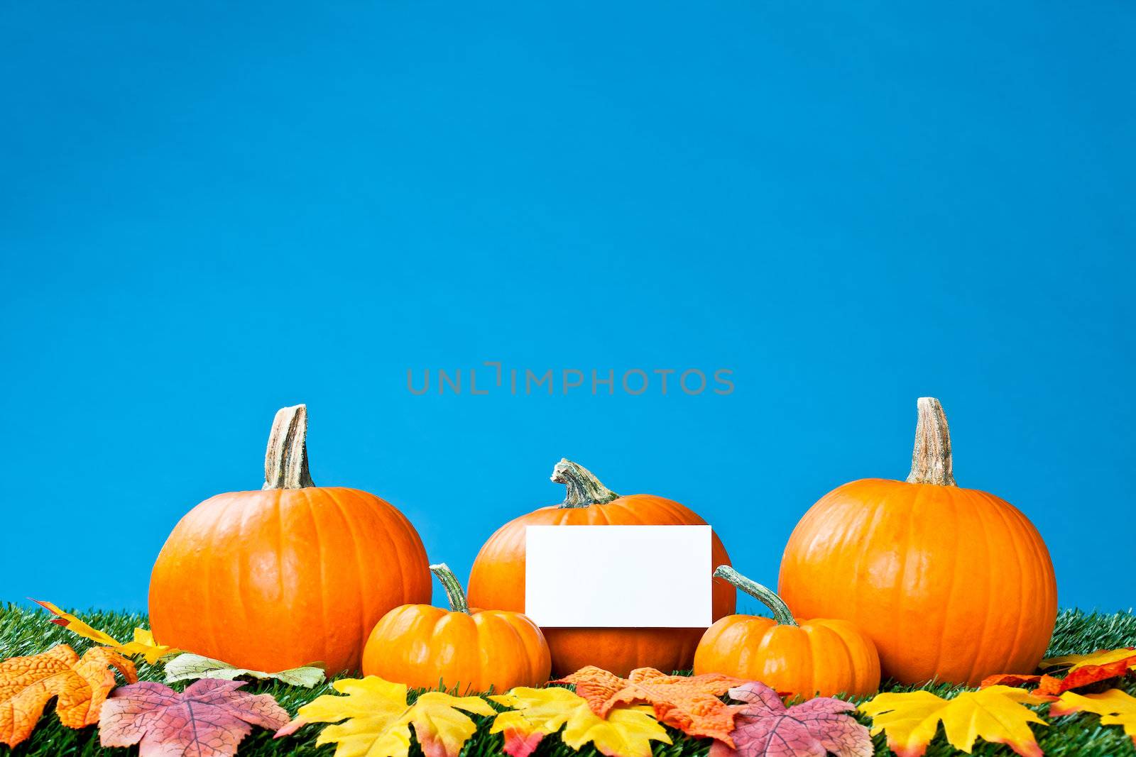 View of pumpkins with placard over blue background.