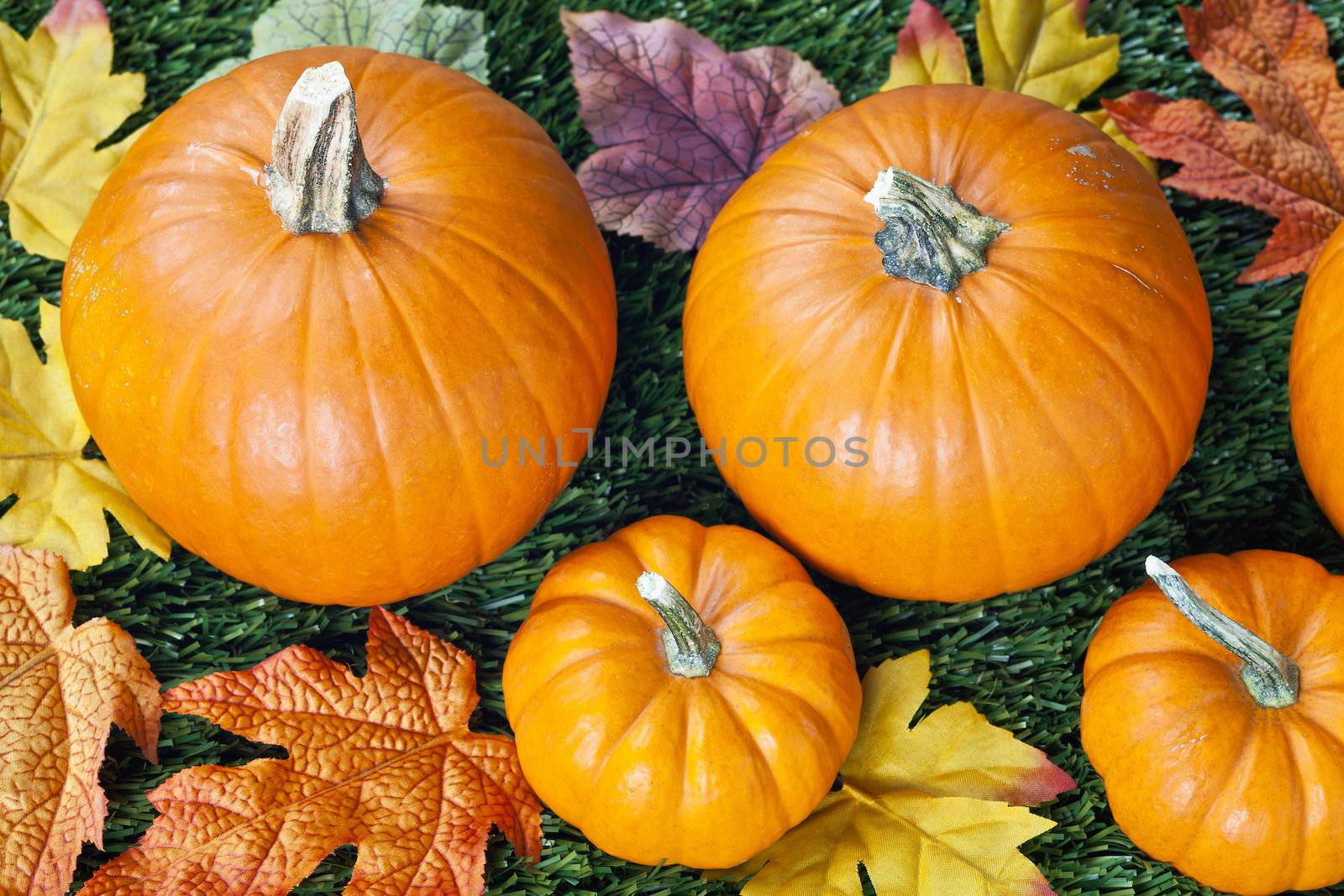 Top view of halloween pumpkins with autumn leave.