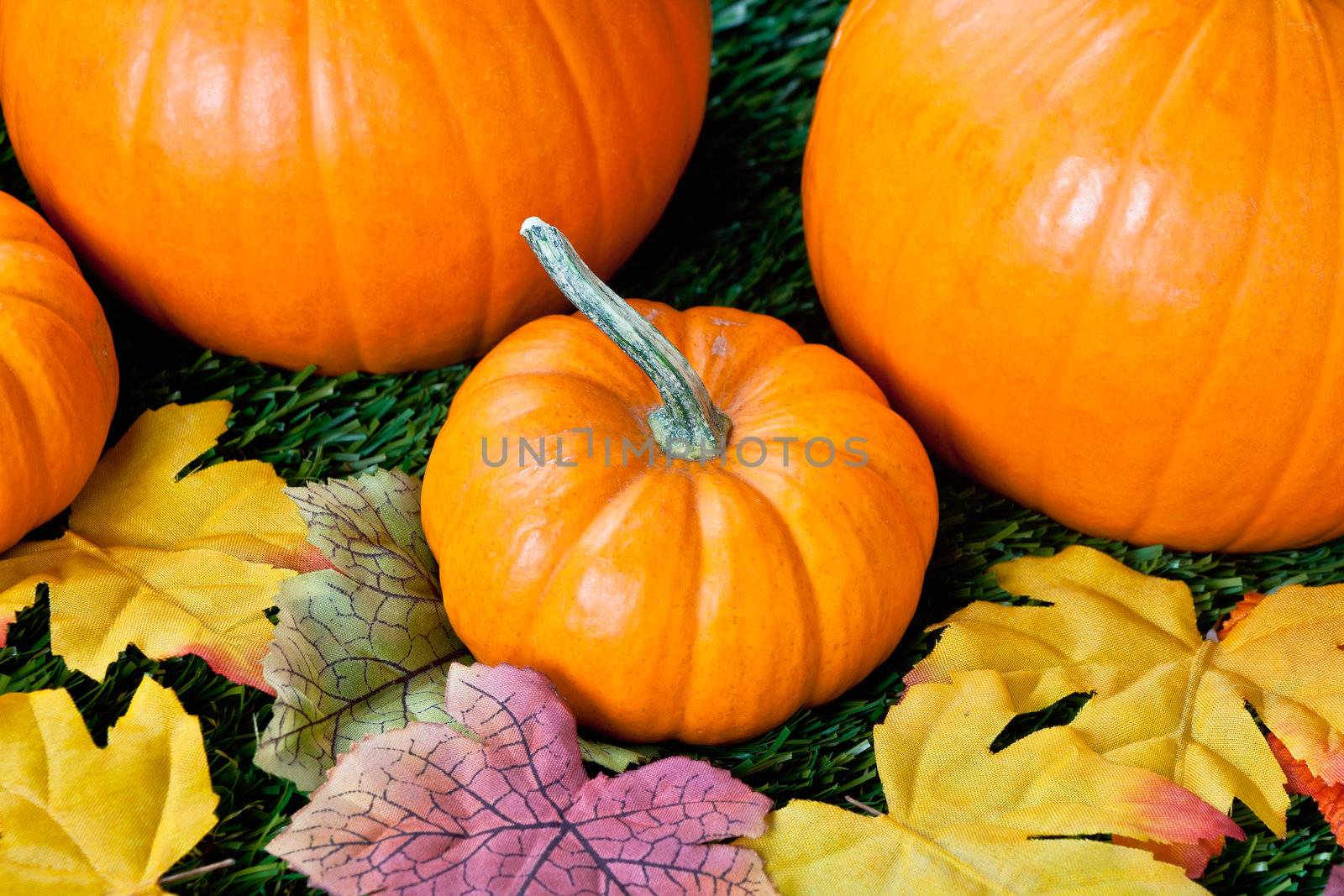 Close-up view of halloween pumpkins with autumn leaves.