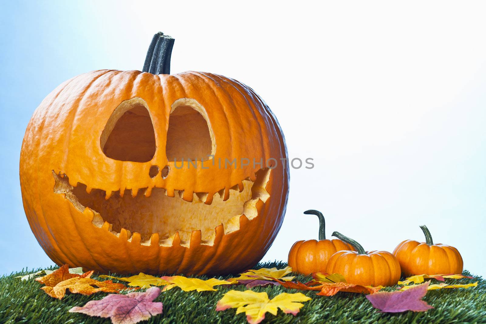 Mini pumpkins, Jack O Lantern and orange autumn leaves arranged on a grass for halloween decoration.