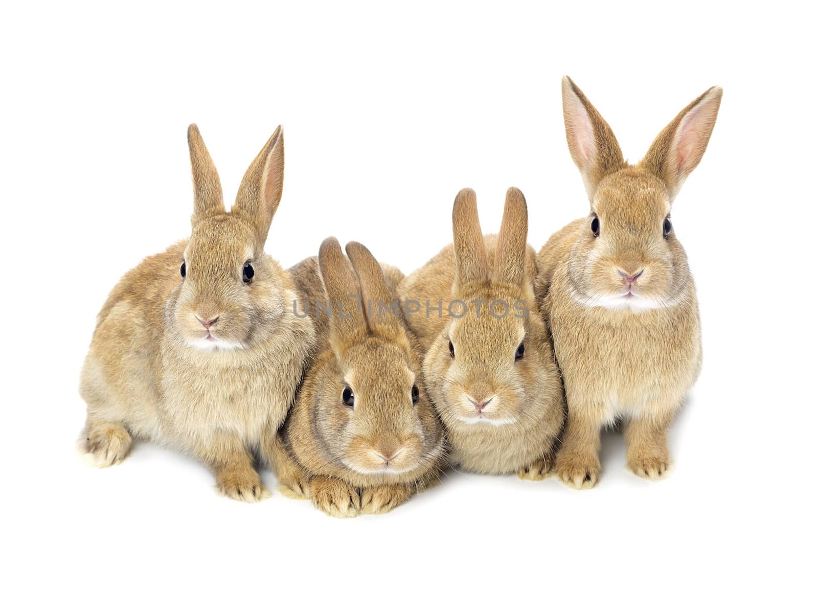 A picture of four lovely baby bunnies