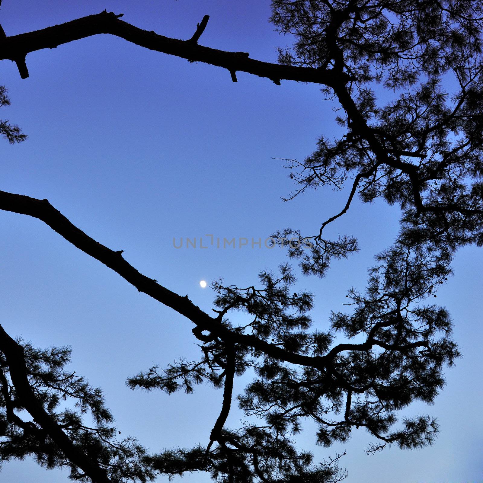 Silhouette of tropical pine by siraanamwong