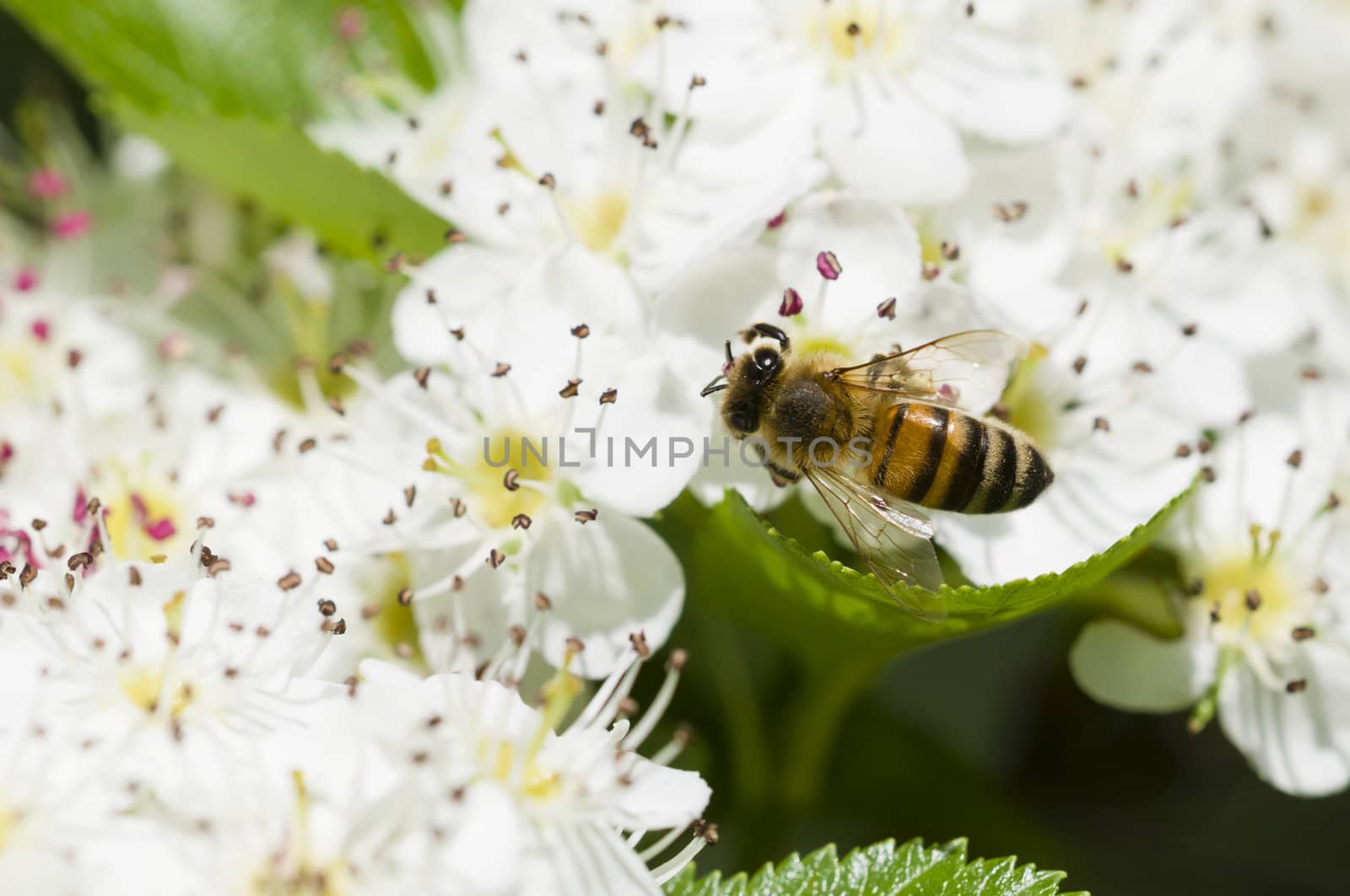Bee on flowers of Crataegus monogyna, common hawthorn