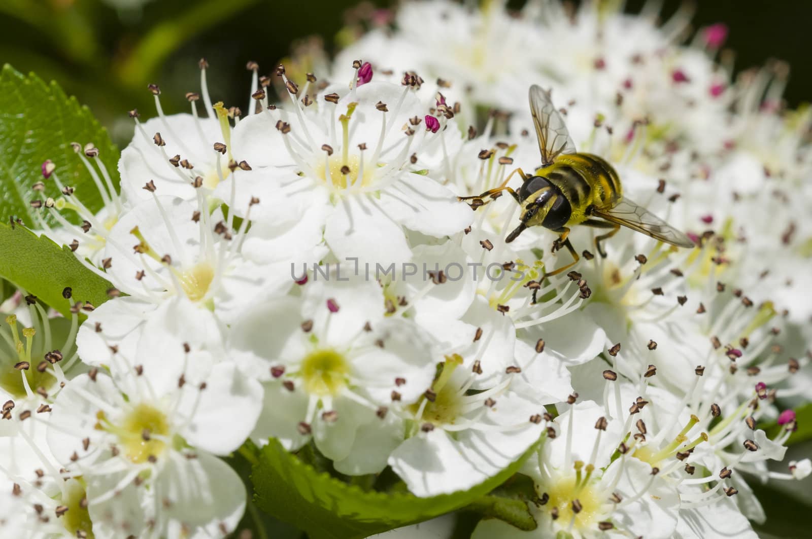Hoverfly, syrphid fly, on flowers of Crataegus monogyna, common hawthorn