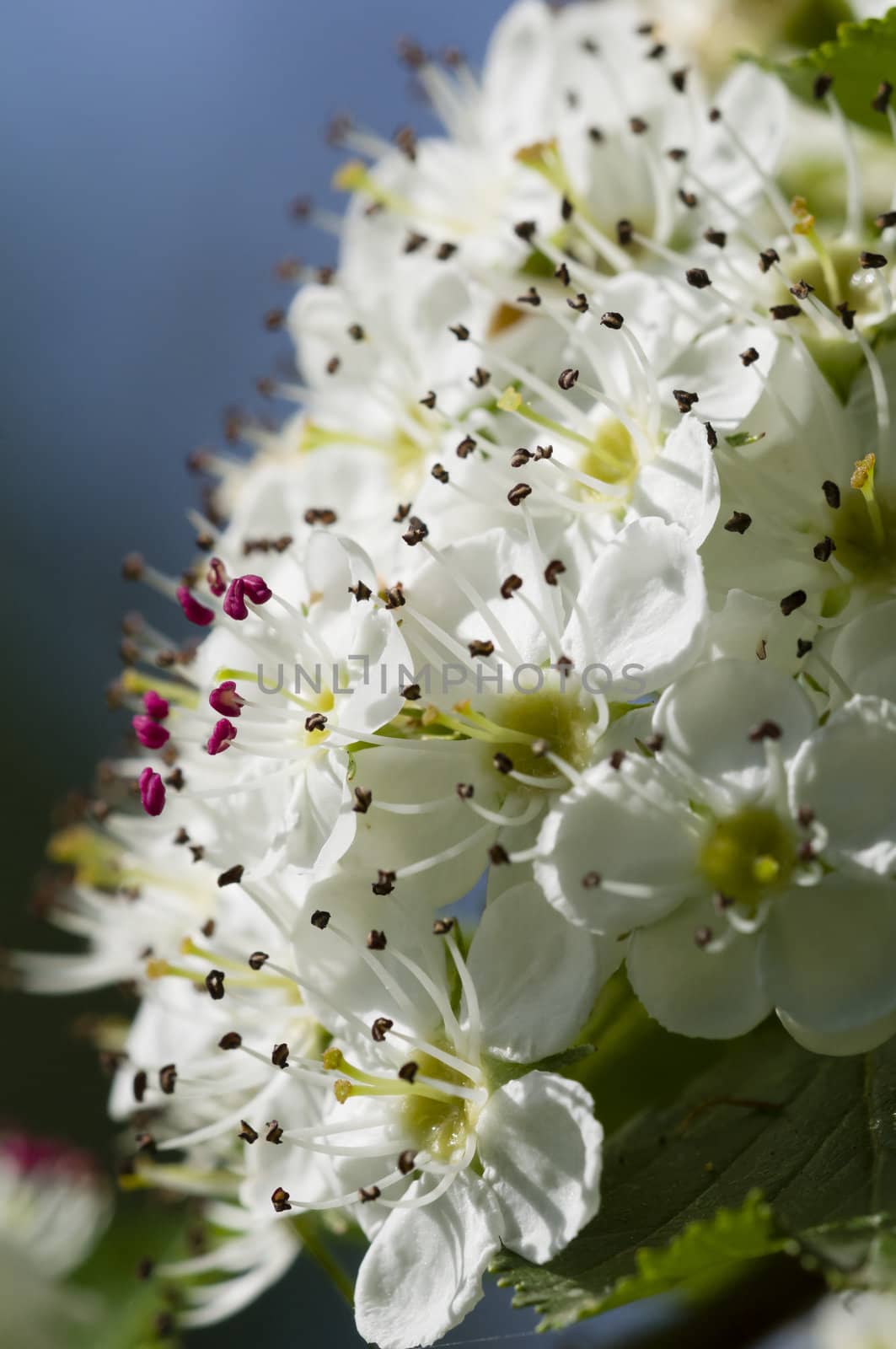 Flower of common hawthorn, Crataegus monogyna