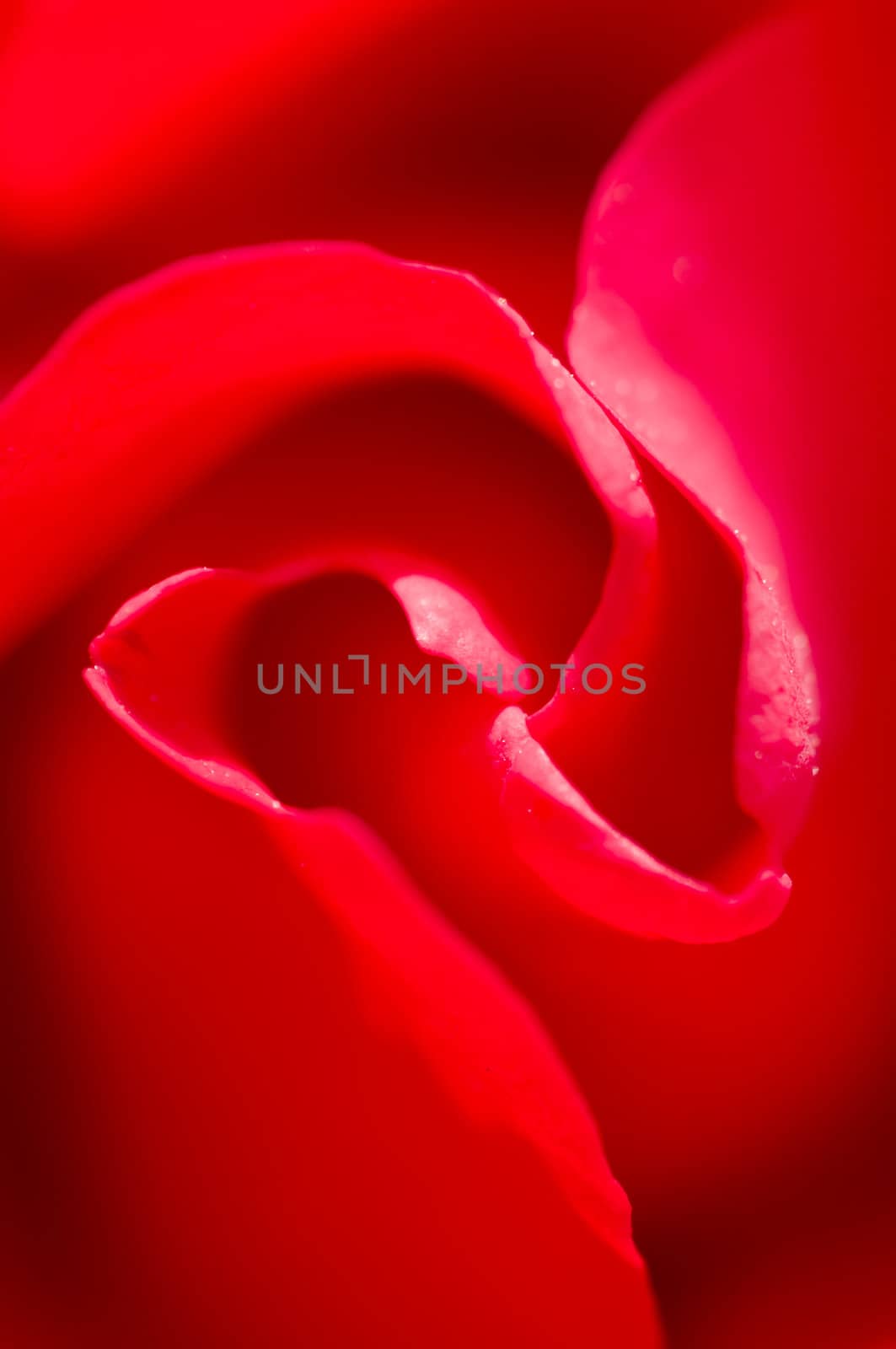 Detail of petals of red rose, Rosa