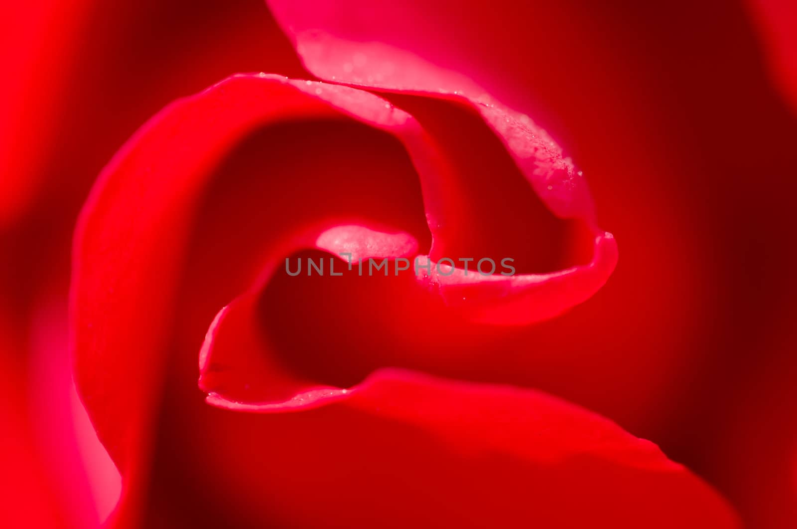 Detail of petals of red rose, Rosa