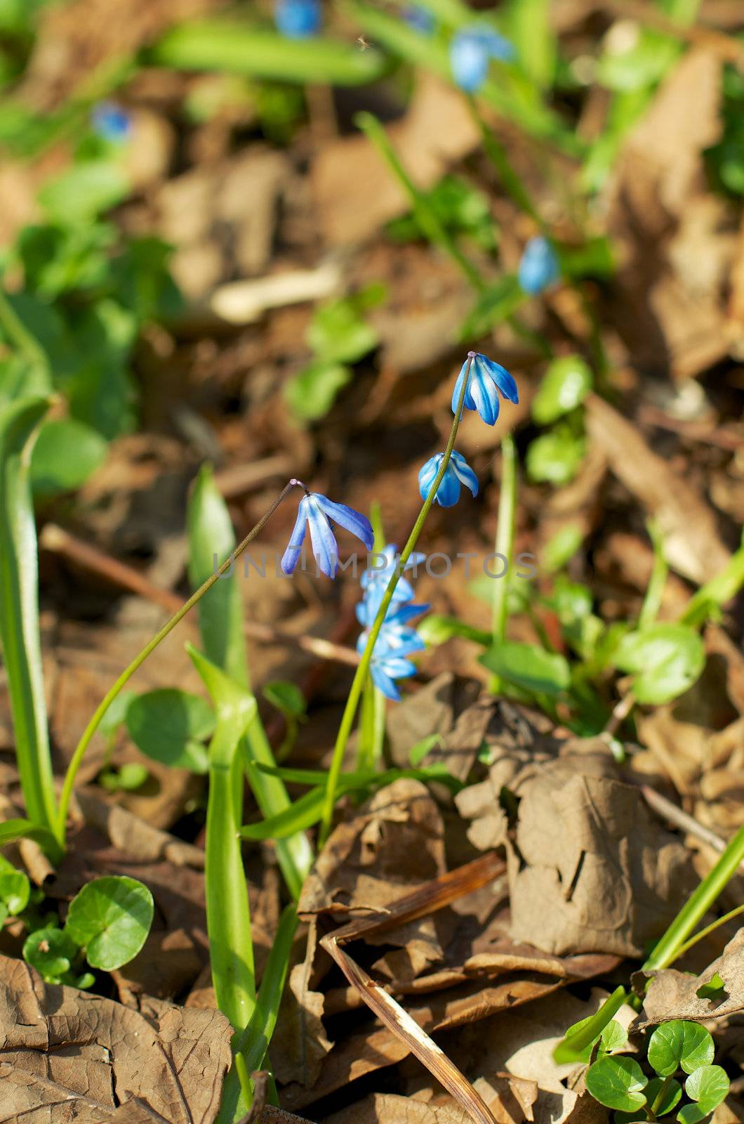 Fragile Siberian Blue Squill (Scilla Siberica) closeup on Natural Environment background