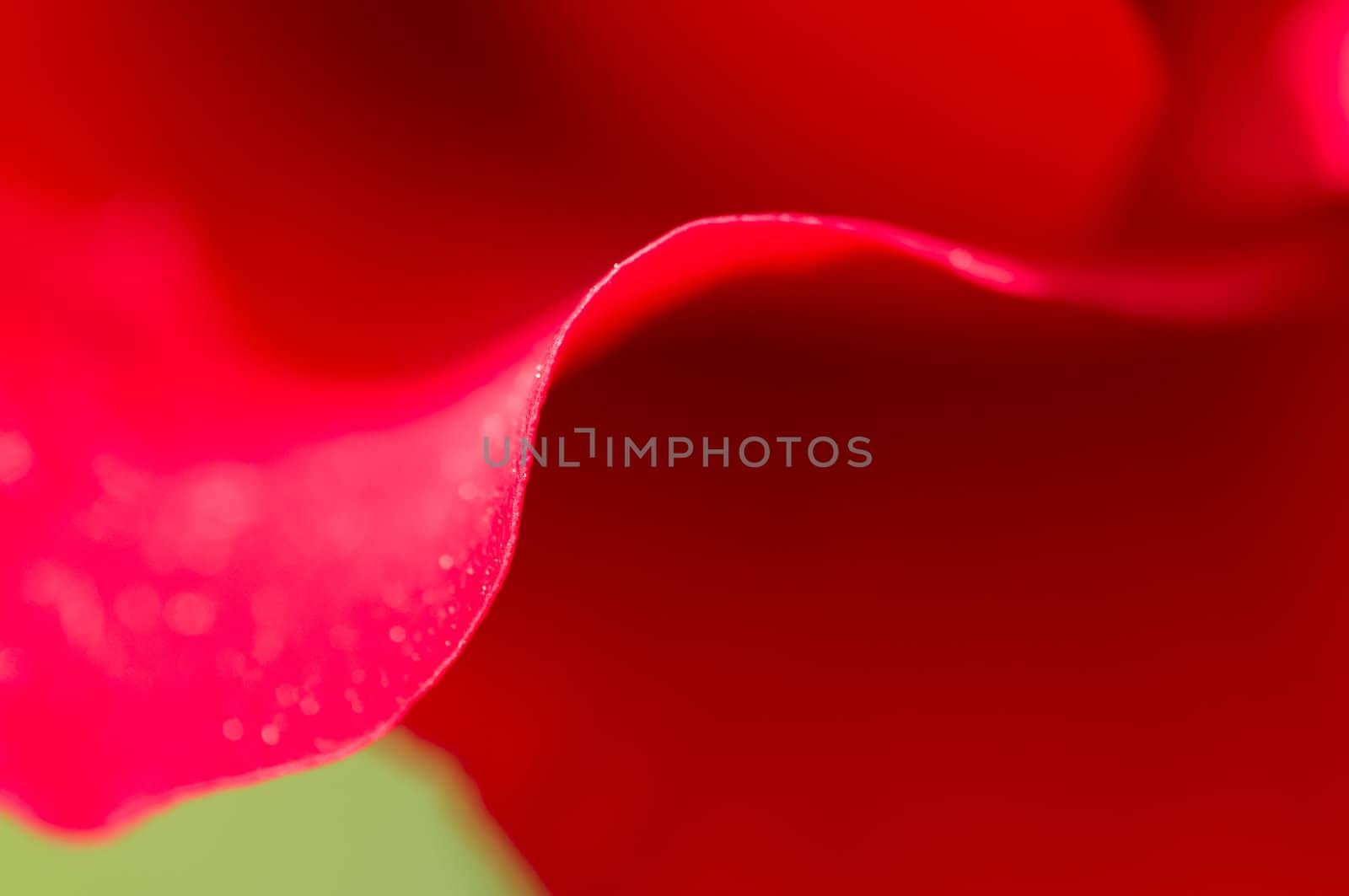 Detail of petals of red rose, Rosa