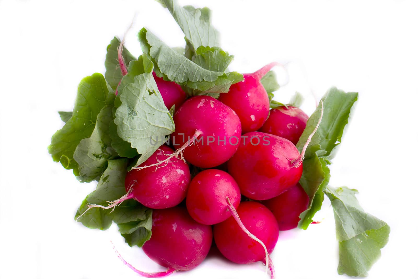 Bunch of radish isolated on white background