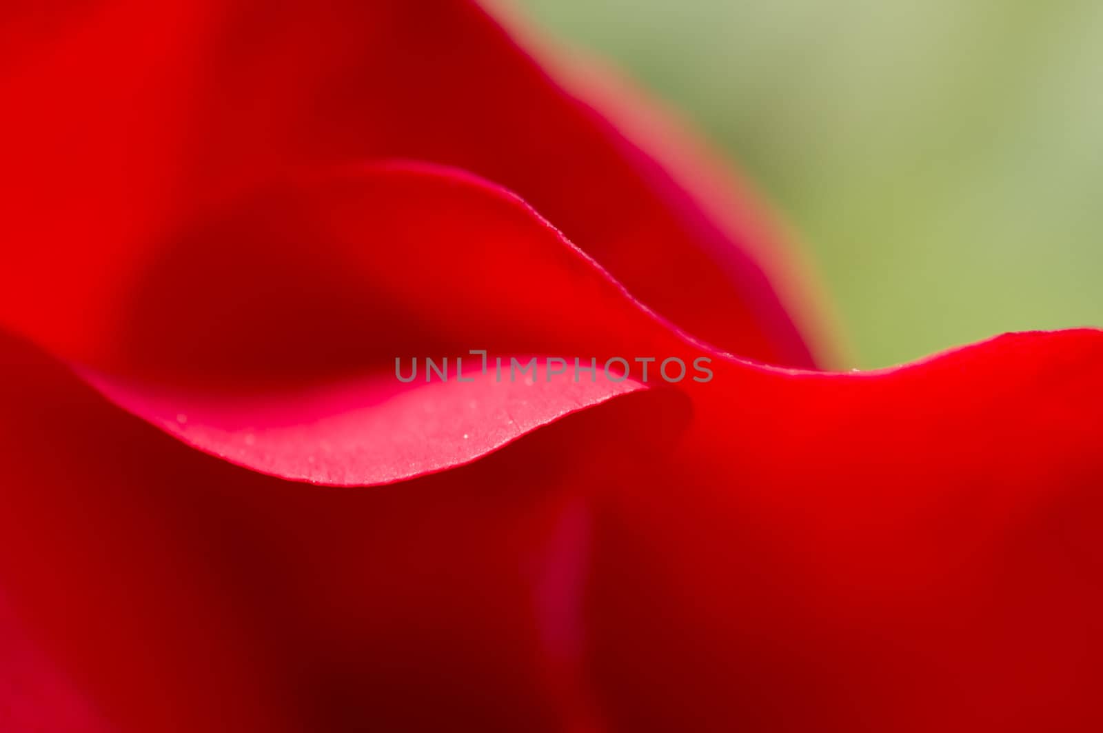 Detail of petals of red rose, Rosa