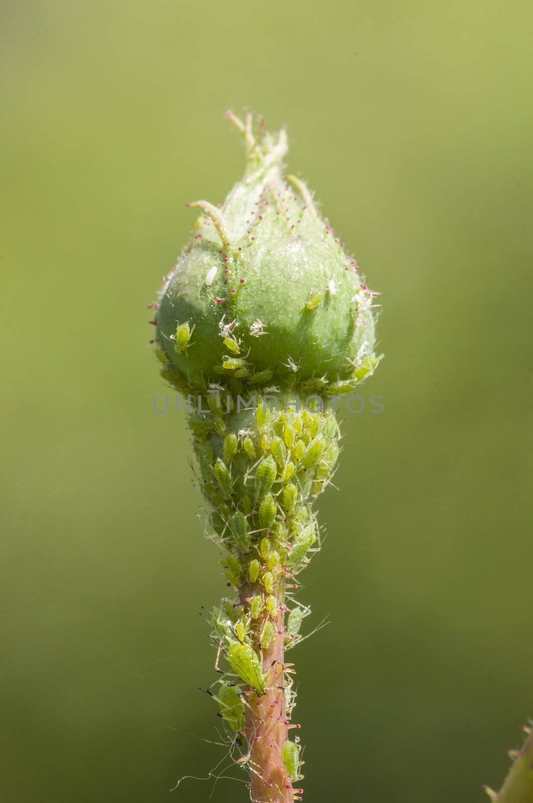 Green aphid insects sucking sap on rose bud